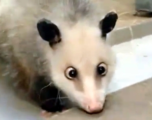 Heidi das schielende Opossum